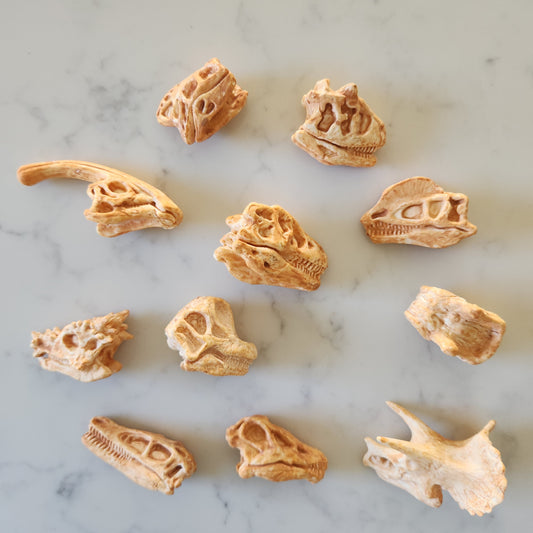 Dinosaur Fossil Skulls