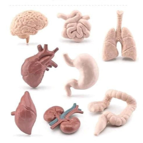 Human Organ Figurines