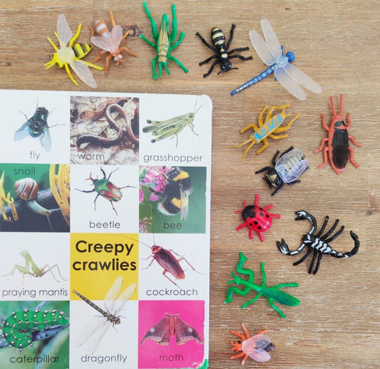 Insects: Set of 12