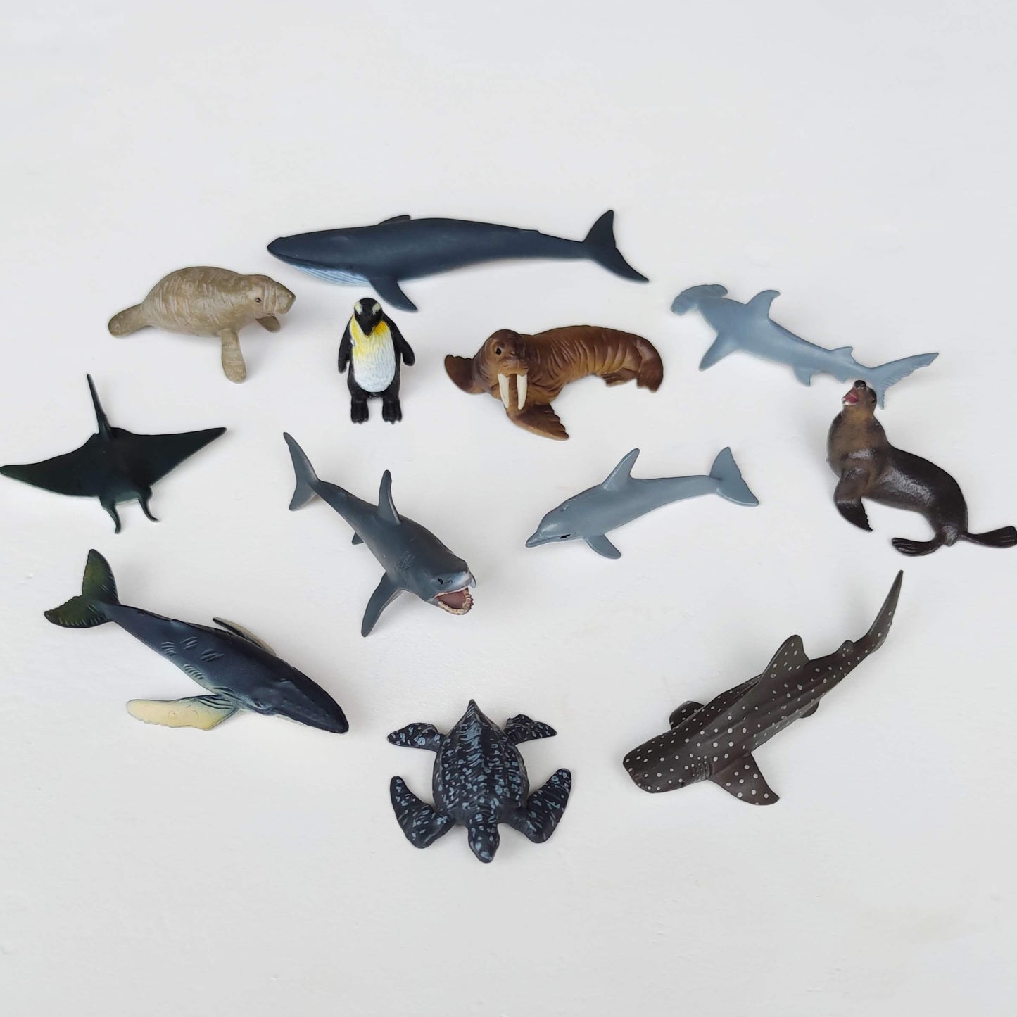Cold Water Sea Animals