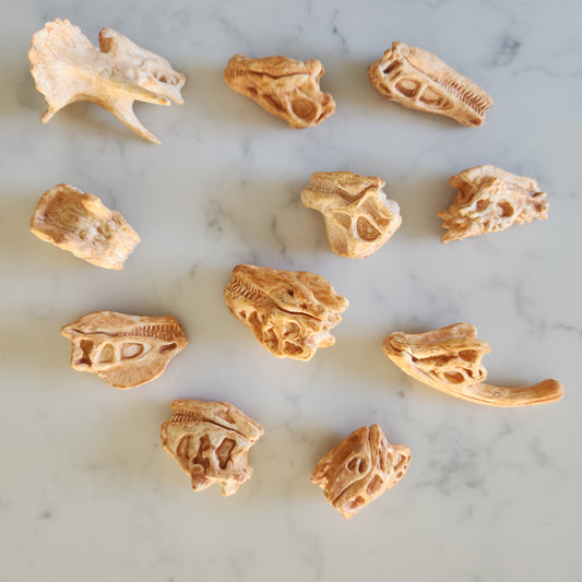 Dinosaur Skulls