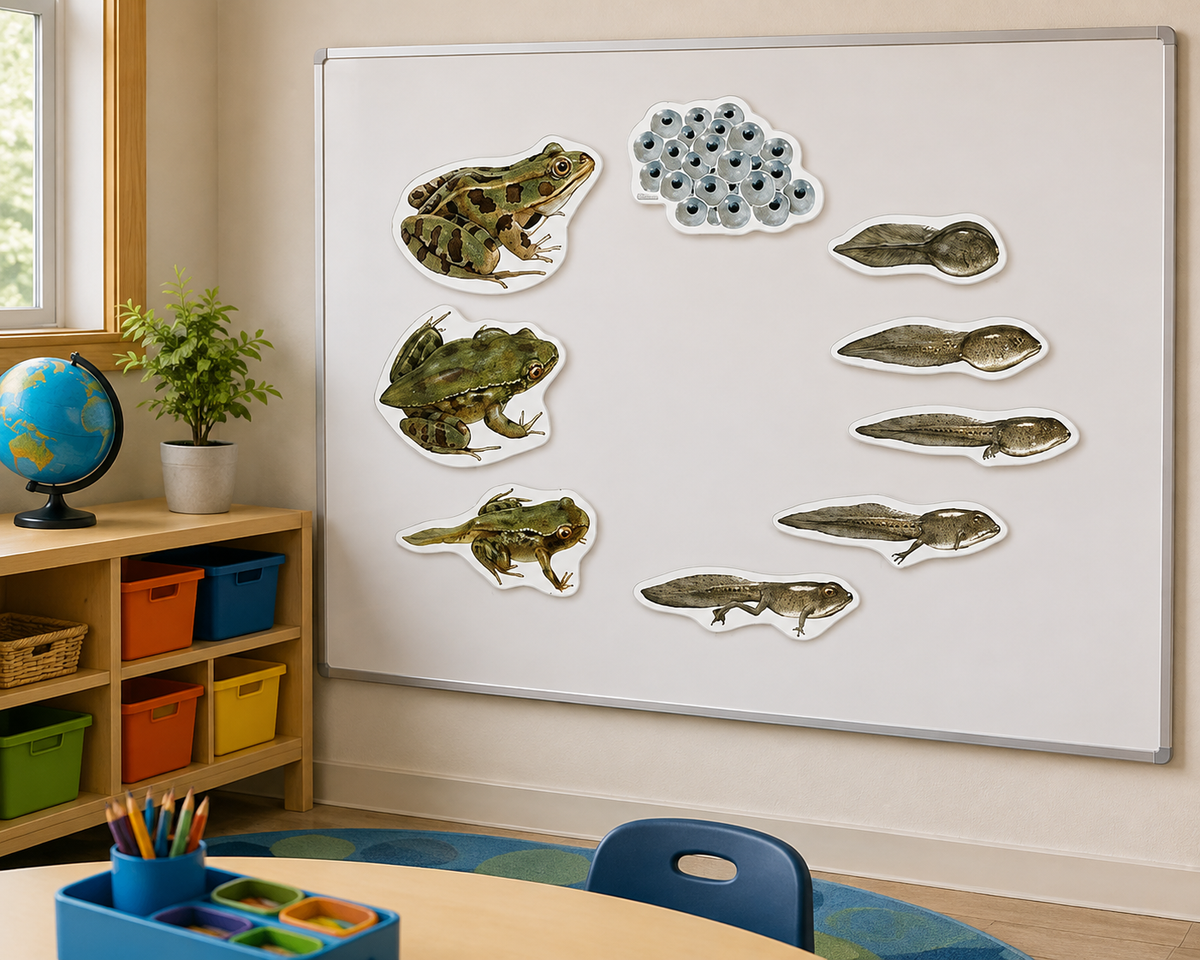 Learning Resources Giant Magnets for Classrooms