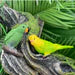 Safari LTD Toob Exotic Birds