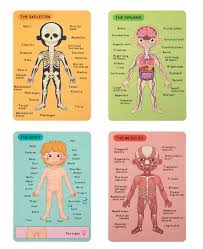 Tooky Toy Magnetic Body Chart