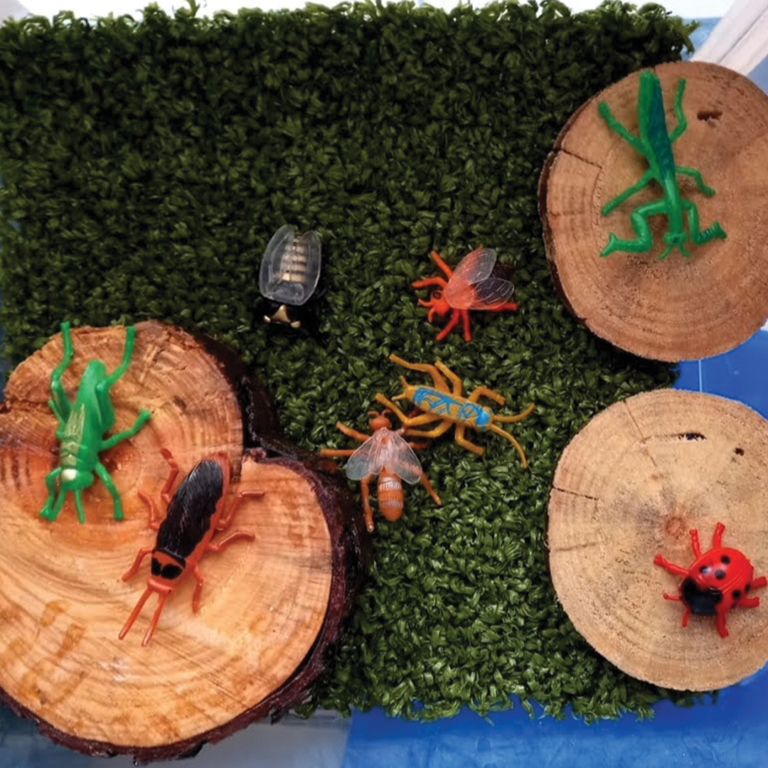 Insects: Set of 12